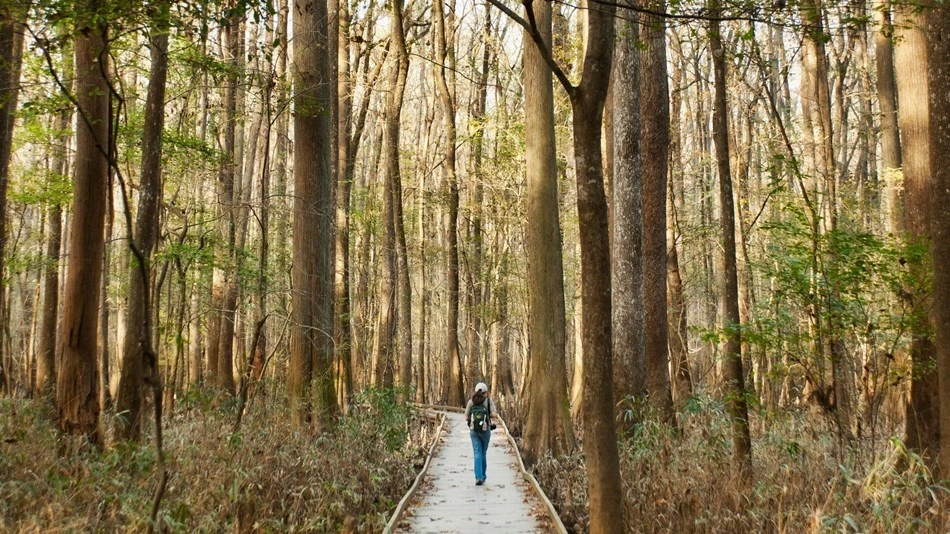 A real wooden boardwalk through the green forest of Congaree National Park